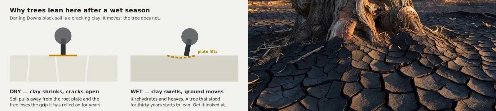 Diagram showing cracking clay soil shrinking away from a tree root plate in dry conditions and swelling when wet, beside a photographic interpretation of cracked black soil around a tree base.