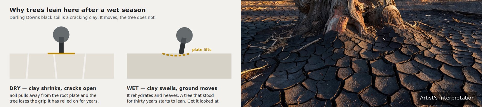 Diagram showing cracking clay soil shrinking away from a tree root plate in dry conditions and swelling when wet, beside a photographic interpretation of cracked black soil around a tree base.