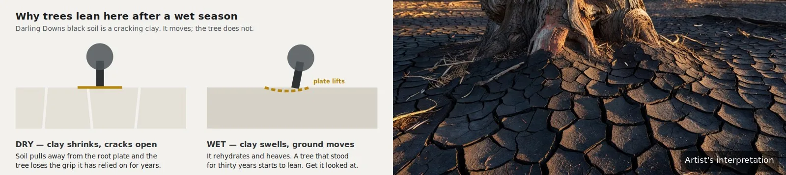 Diagram showing cracking clay soil shrinking away from a tree root plate in dry conditions and swelling when wet, beside a photographic interpretation of cracked black soil around a tree base.
