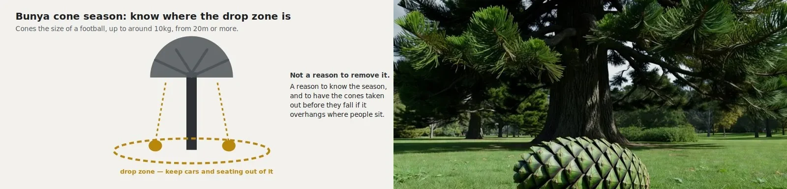 Diagram showing the drop zone beneath a bunya pine canopy during cone season, beside a photographic interpretation of a large bunya cone on the ground.