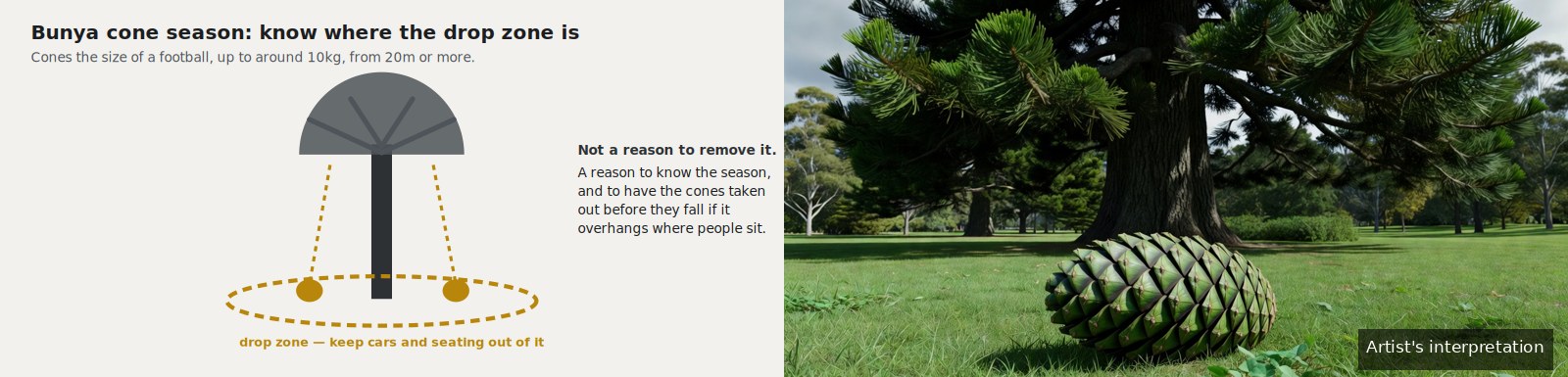 Diagram showing the drop zone beneath a bunya pine canopy during cone season, beside a photographic interpretation of a large bunya cone on the ground.