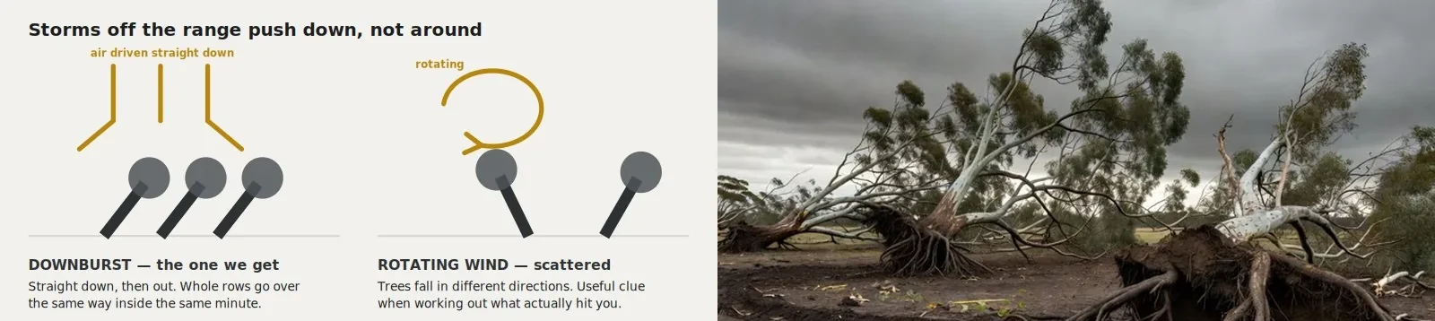 Diagram comparing a downburst driving air straight down and outward with rotating wind, beside a photographic interpretation of storm-felled trees lying in the same direction.
