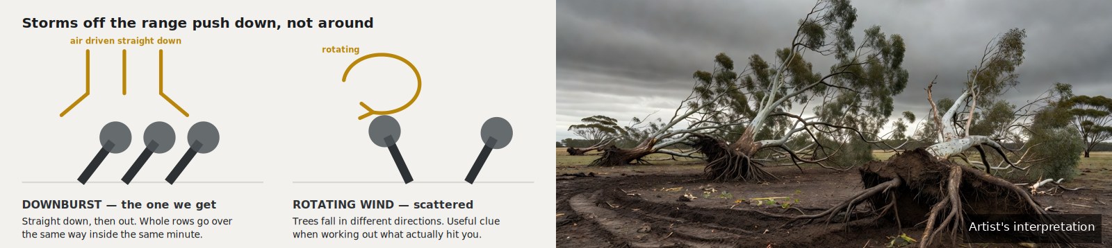 Diagram comparing a downburst driving air straight down and outward with rotating wind, beside a photographic interpretation of storm-felled trees lying in the same direction.