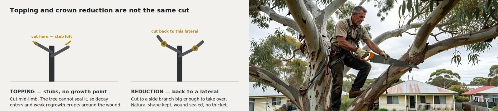 Diagram comparing a topped tree leaving stubs with a proper crown reduction cut back to a lateral, beside a photographic interpretation of an arborist reducing a canopy.