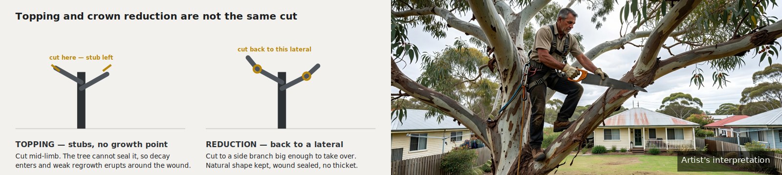 Diagram comparing a topped tree leaving stubs with a proper crown reduction cut back to a lateral, beside a photographic interpretation of an arborist reducing a canopy.