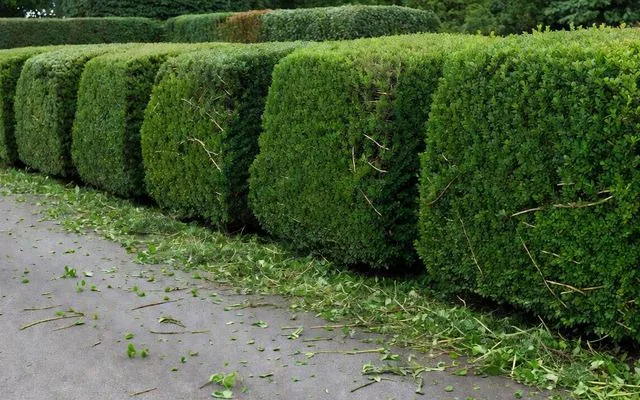 A freshly trimmed hedge along a driveway