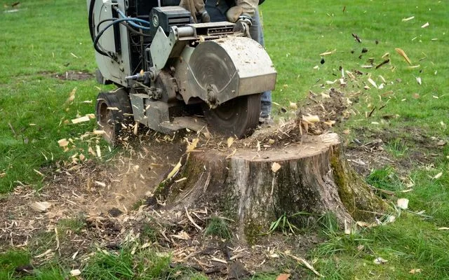 A stump grinder cutting into a stump