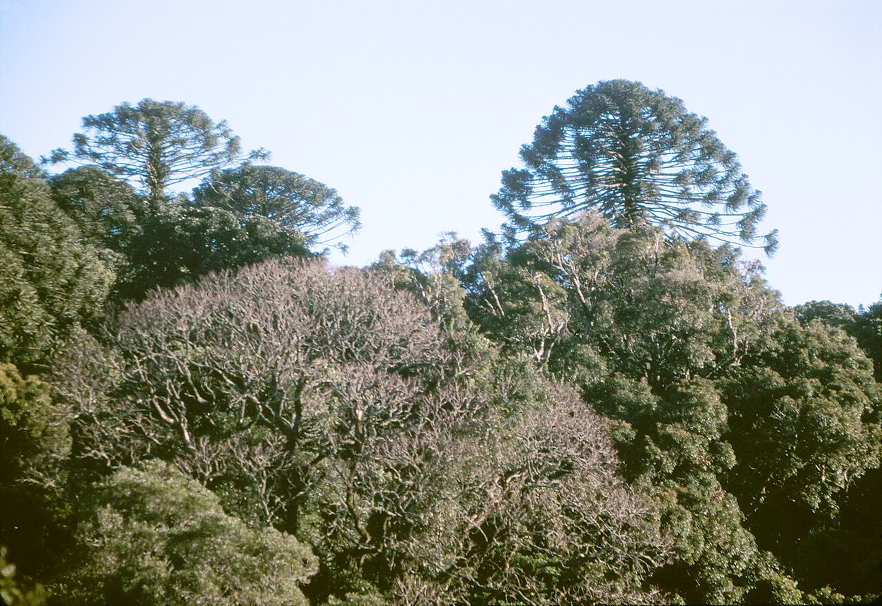 Bunya Pine (Araucaria bidwillii)