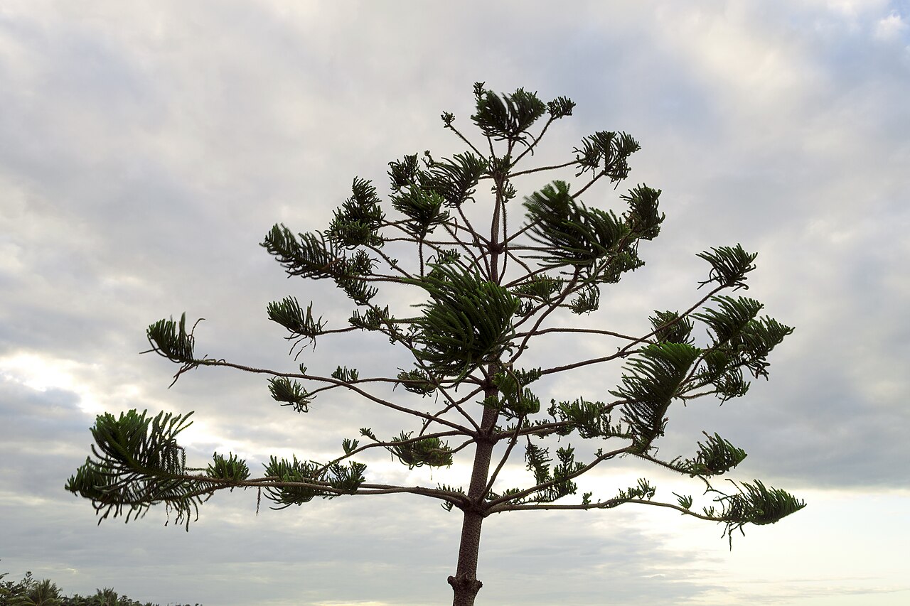 Hoop Pine (Araucaria cunninghamii)