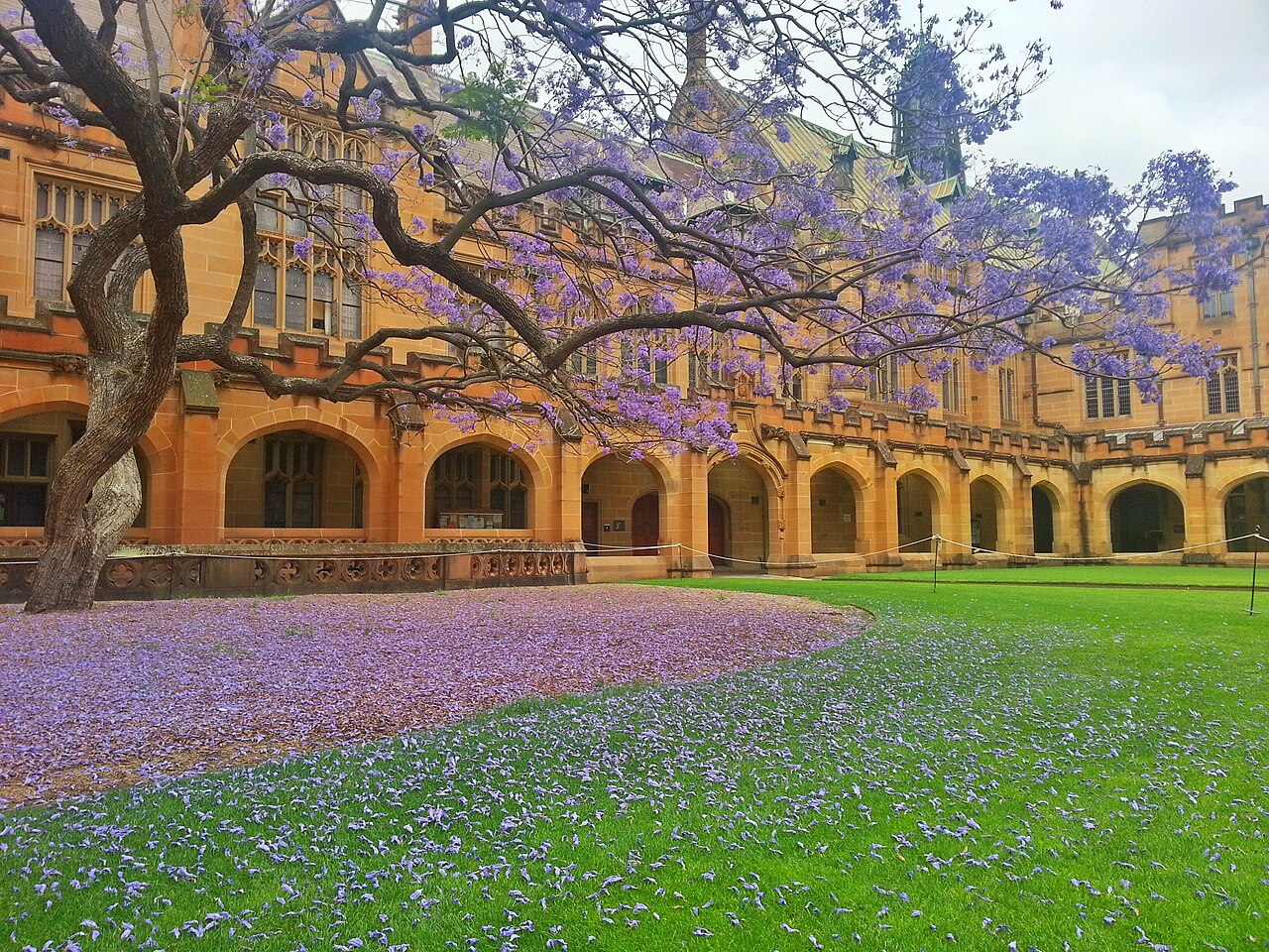 Jacaranda (Jacaranda mimosifolia)