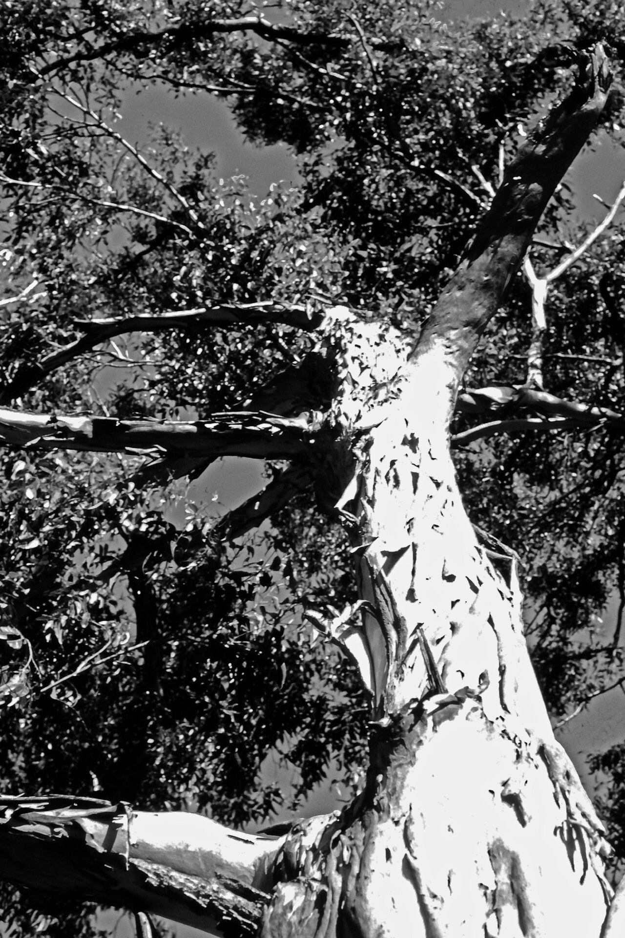 Queensland Blue Gum (Eucalyptus tereticornis)
