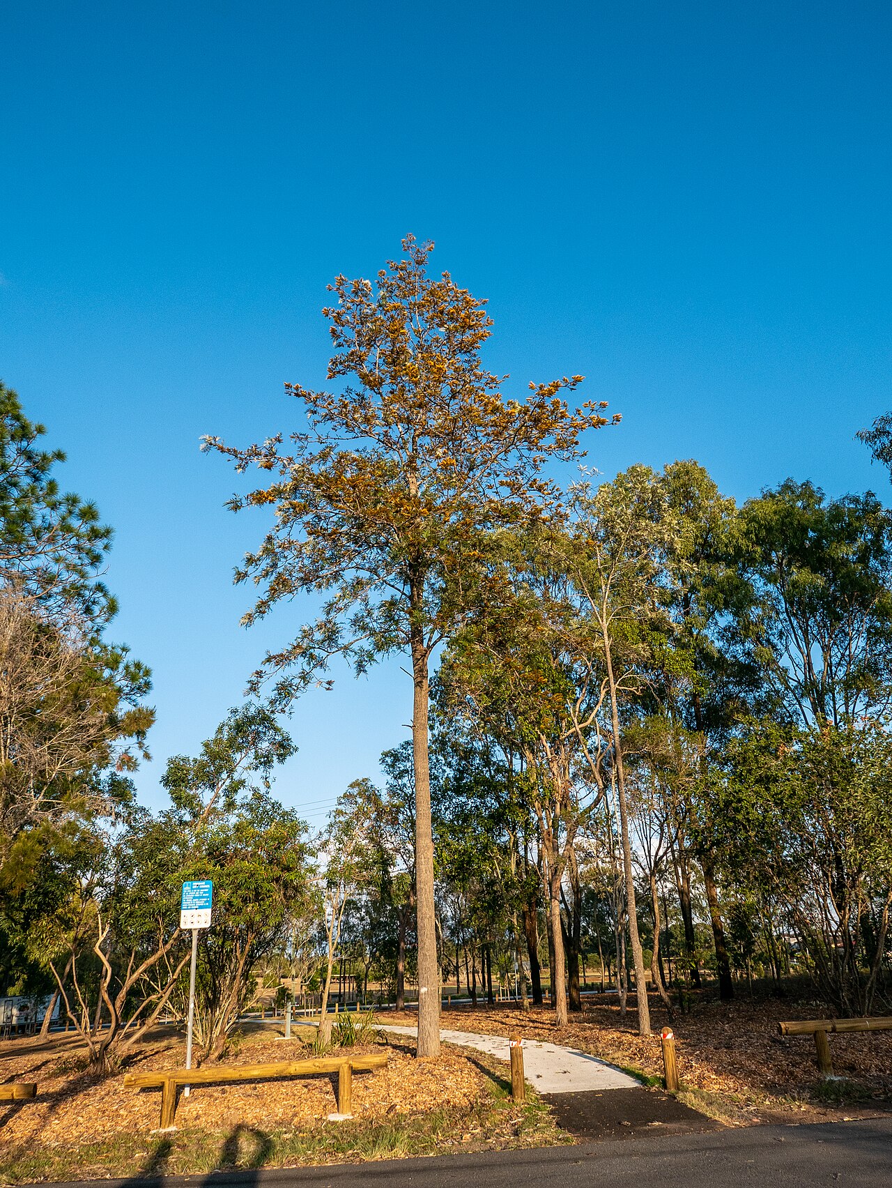 Silky Oak (Grevillea robusta)